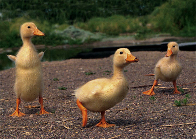 3 little duck forex